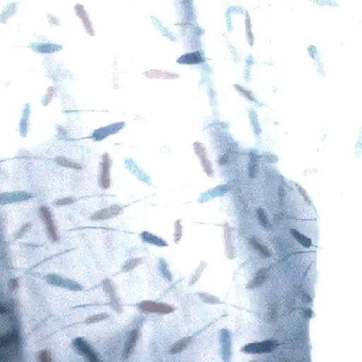Samolepka
