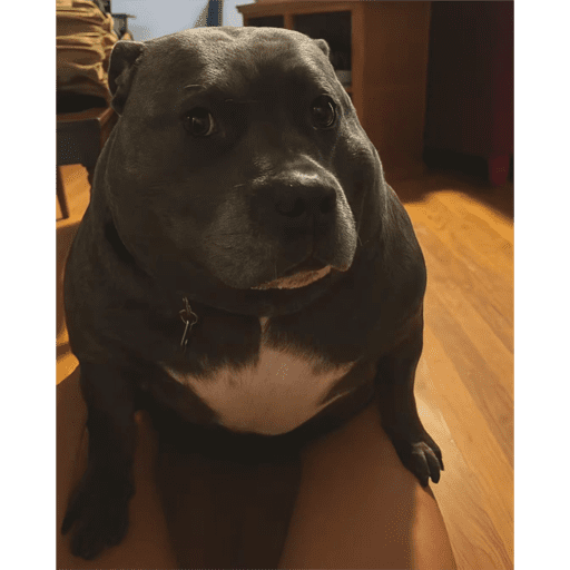 Gordo