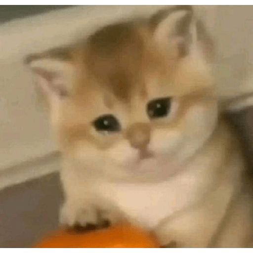 Random animals 