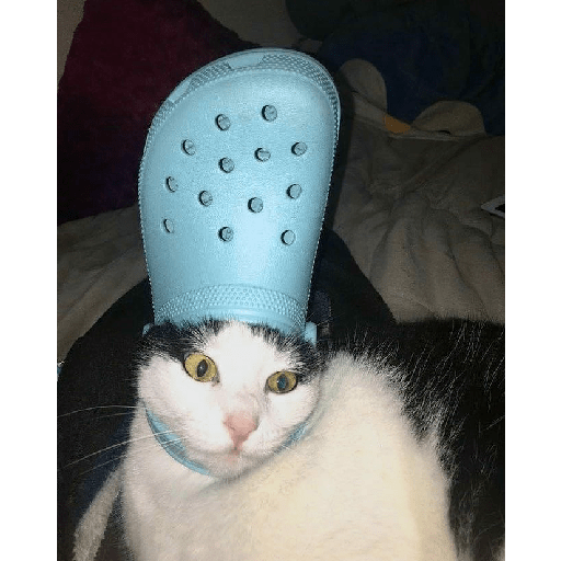 Animals3 11