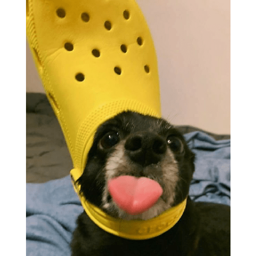 Animals3 8