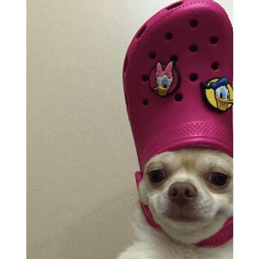 Animals3 10
