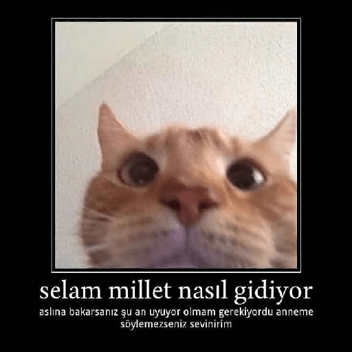 Animals3 24