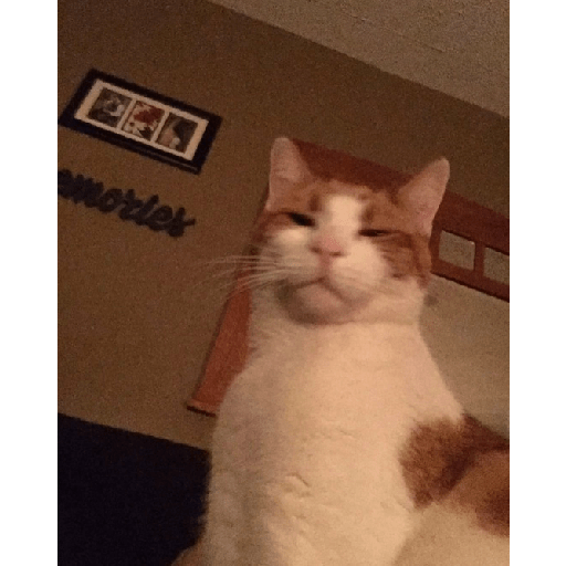 Animals3 30