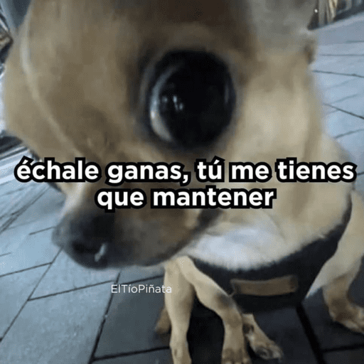 😂STICKERS PAL GRUPO🐶😹 4