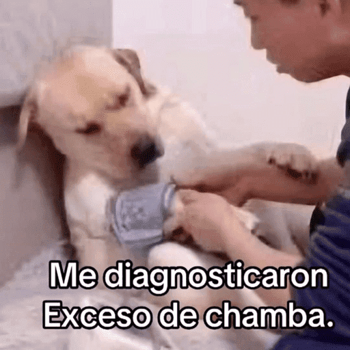 😂STICKERS PAL GRUPO🐶😹 13