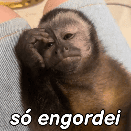 Macacos em fim de ano ✨