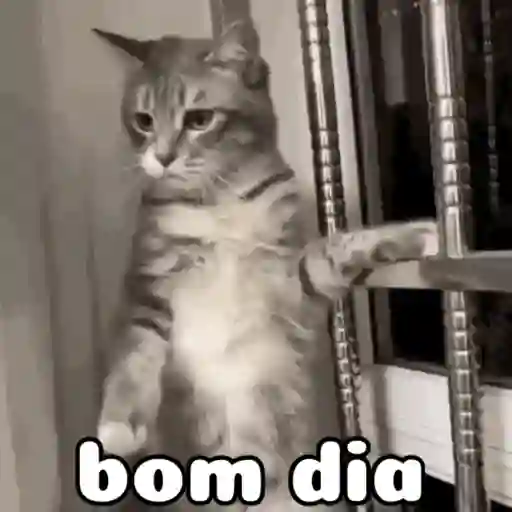 Bom dia com alegria