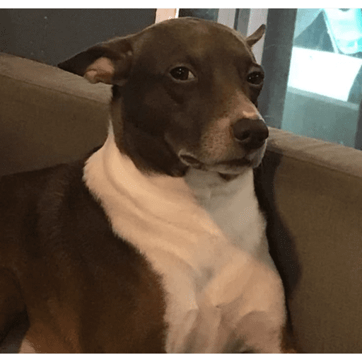 Dogs desconfiados 