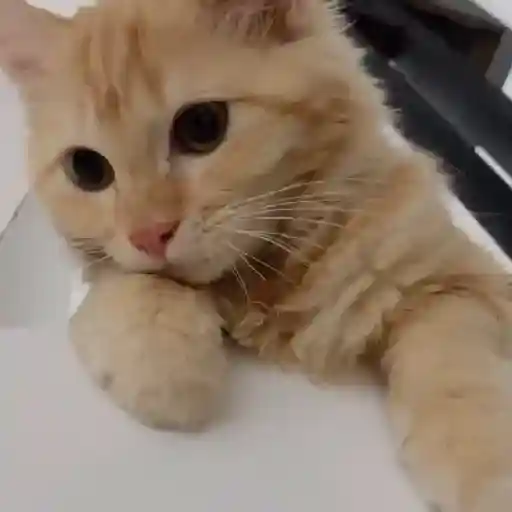 Cute pals 25