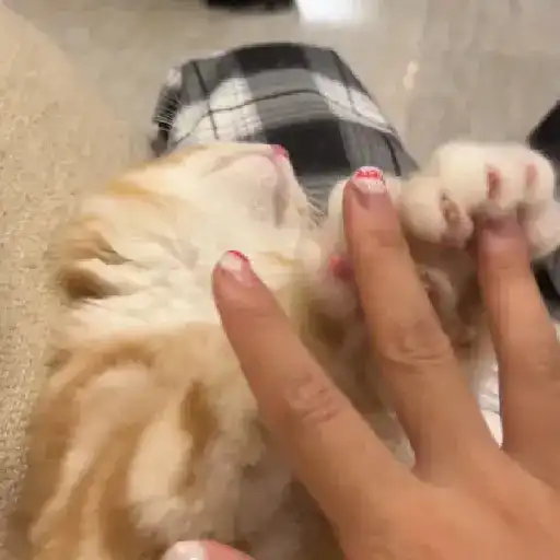 Cute pals 24