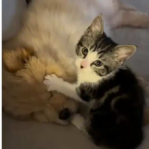 Cute pals 21