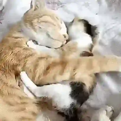 Cute pals 8