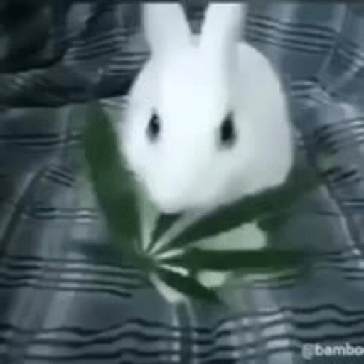 Meow 9