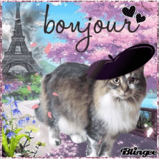 Meow 5