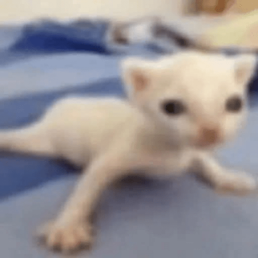 Meow 13