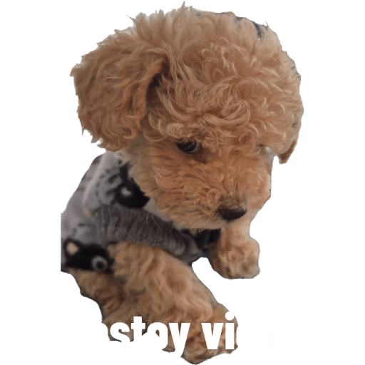 Sticker Image
