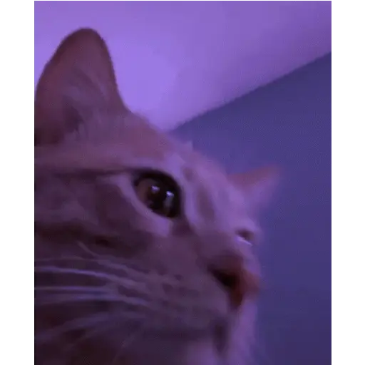 Gif 3