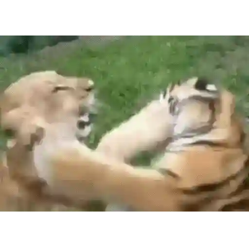 Funny 20