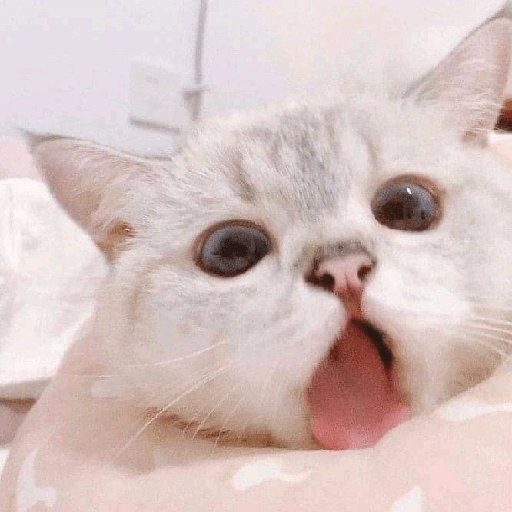 White cat