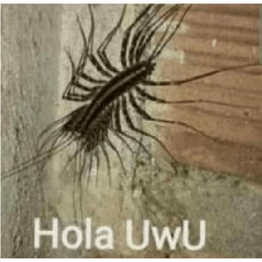 Xd? 11