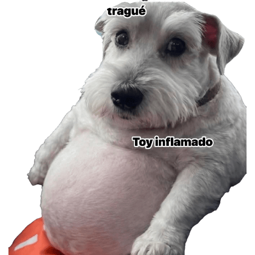 Memes Chistoso Random 4 4