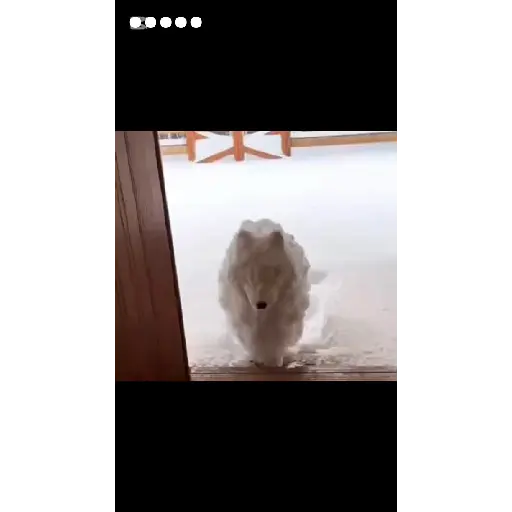 Perro oveja  1