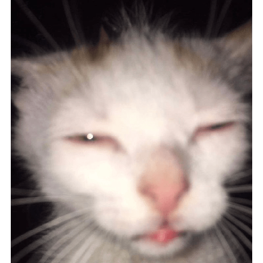 Animais 5
