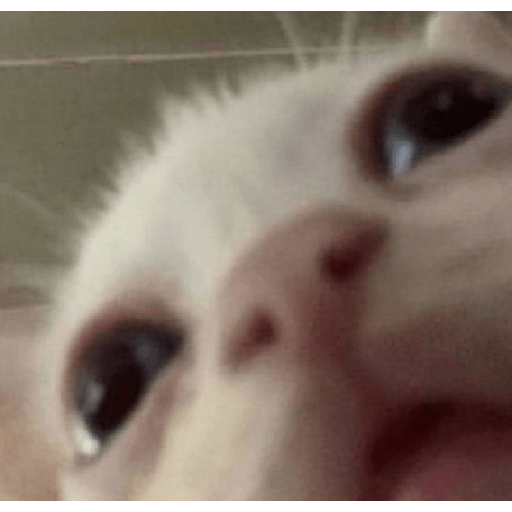 Animais 17