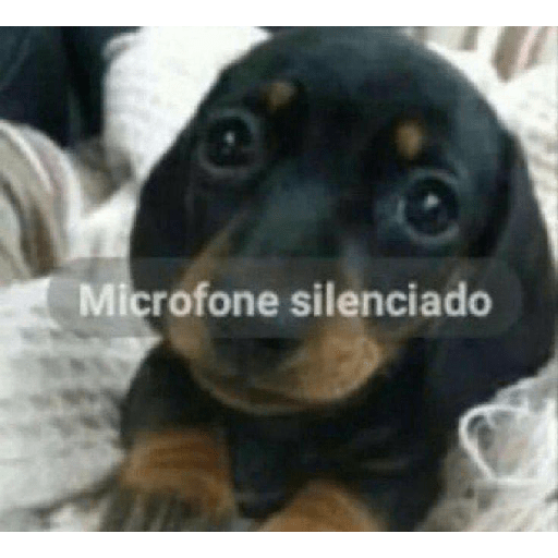 Animais 9