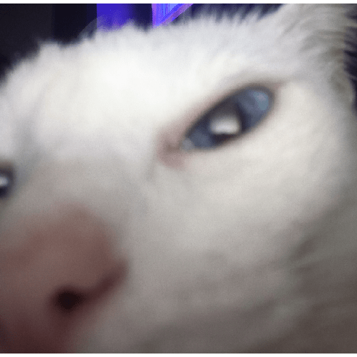 Animais 16