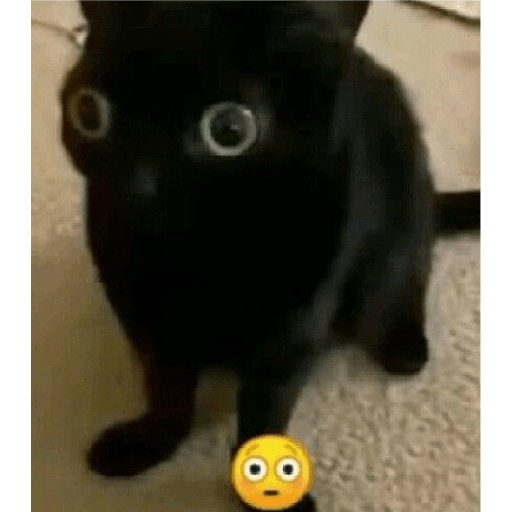 Animais 6