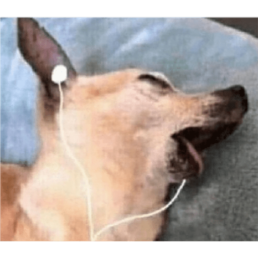 Animais 21