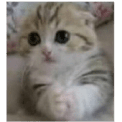 Animais 2