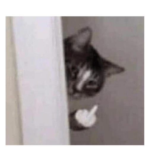 Animais 11