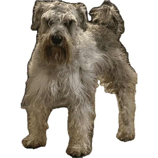 Mapache 6