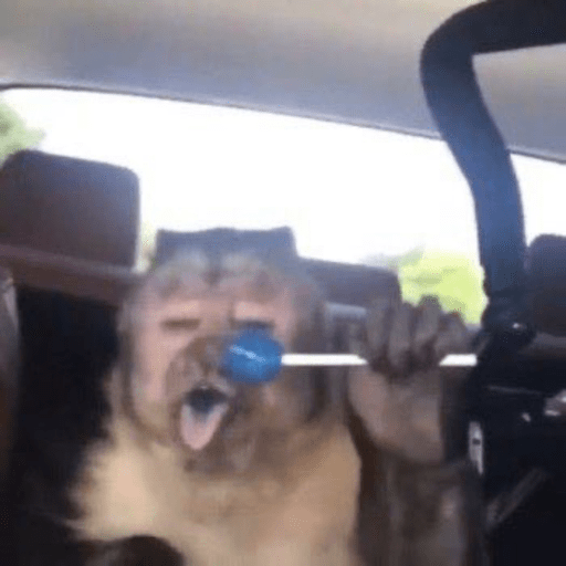 Macaquinhos 🐒