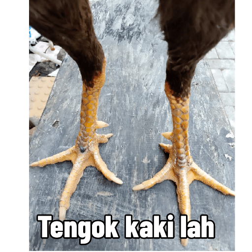 Stiker Saya 6