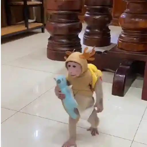 🐒🎅🏿monitos 21