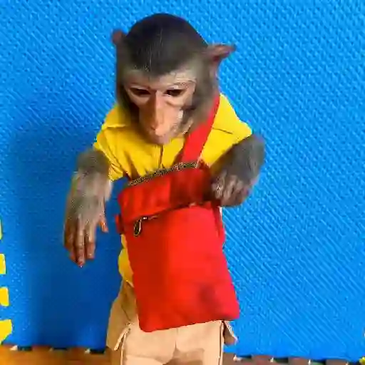 🐒🎅🏿monitos 8