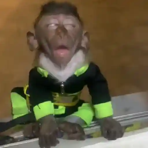 🐒🎅🏿monitos 10