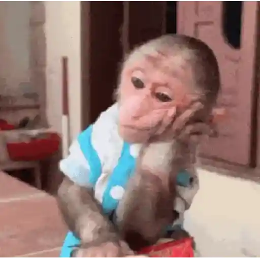 🐒🎅🏿monitos 18