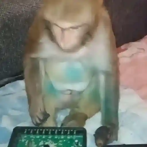 🐒🎅🏿monitos 5