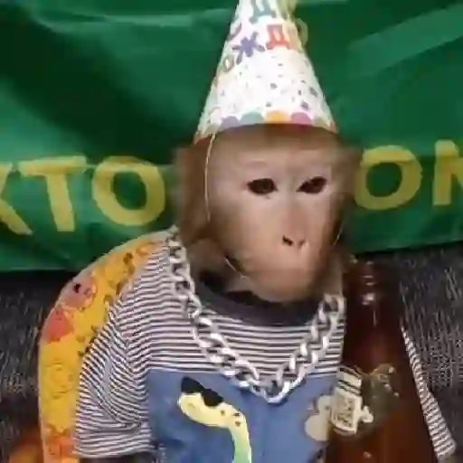 🐒🎅🏿monitos 12