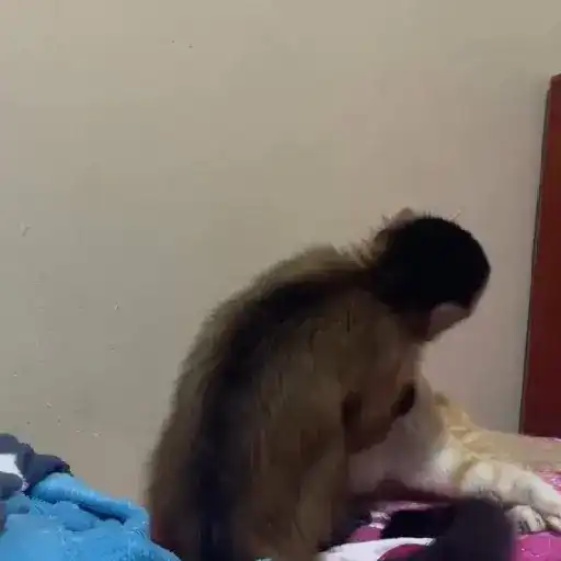 🐒🎅🏿monitos 22