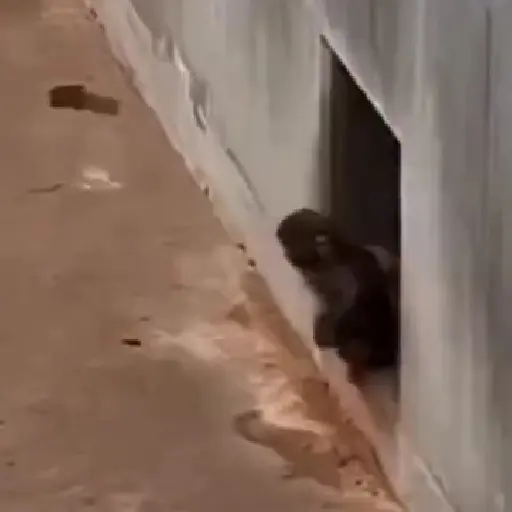 🐒🎅🏿monitos 15