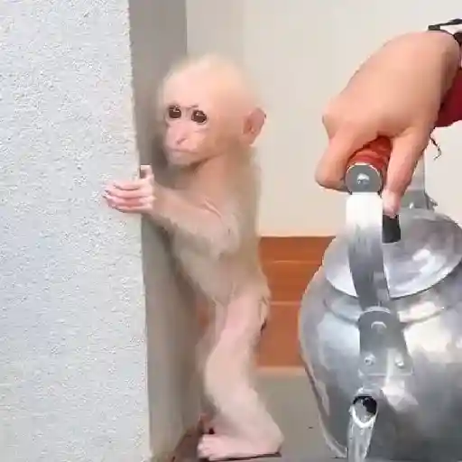 🐒🎅🏿monitos 17