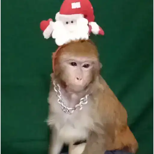 🐒🎅🏿monitos 3