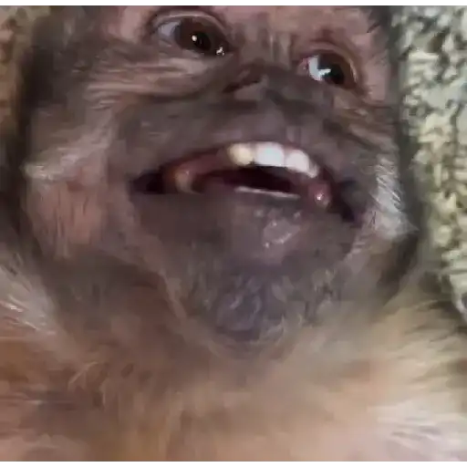 🐒🎅🏿monitos 13