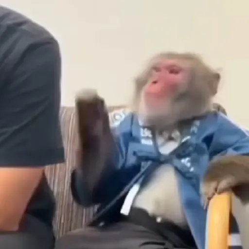 🐒🎅🏿monitos 11